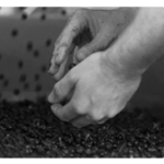 Handsorting Grapes